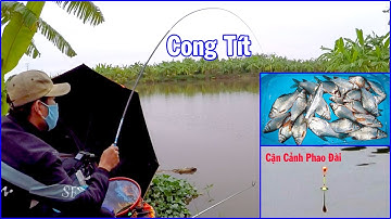 Câu Đài Nghiệp Dư ➣ Lạnh 11°C Mà Cá Diếc Ăn Như Chó Con Đói Sữa