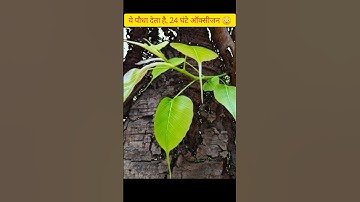 ये पौधा देता है,24 घंटे ऑक्सीजन।sabse jyada oxygen Dene vale plants #shorts #viral #facts #oxygen