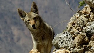 Coyotes Running up Coyote Mountain (One of them even wags their tail!)