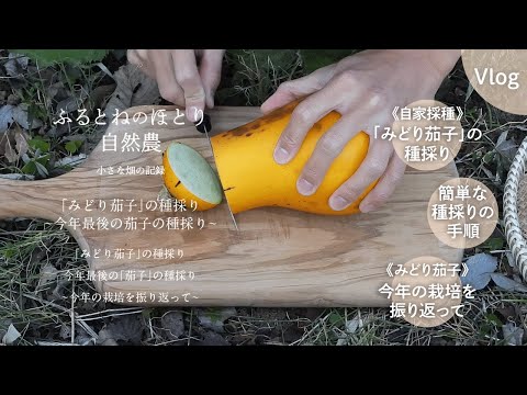 「みどり茄子」の種採り〜簡単な種採りの手順〜今年の栽培を振り返って〜