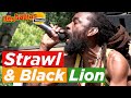 Strawl  black lion live  rastaplas festival zoetermeer 2018