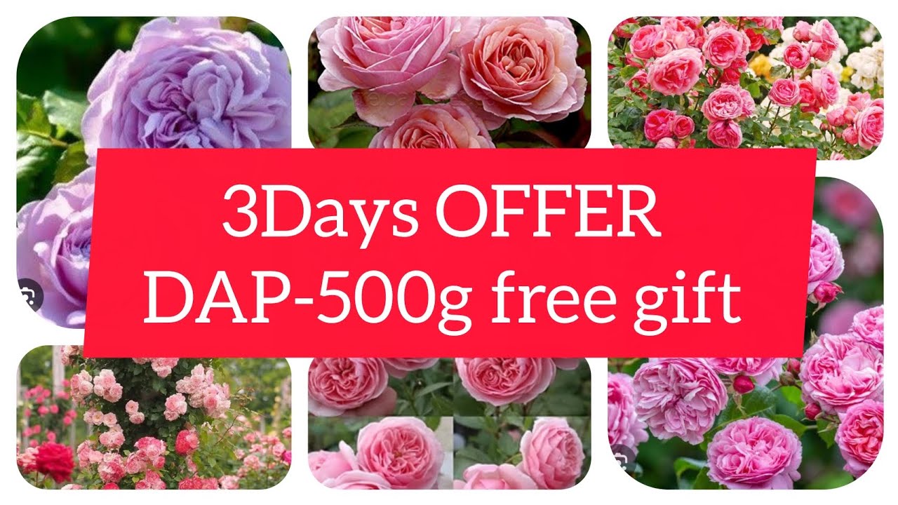 Da Rose 6inch pot 3plant 500g-Dap free gift 7200159280