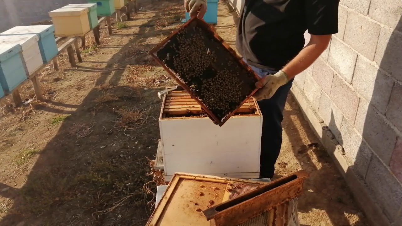 Cata miere am lăsat în stupi pentru iernat
