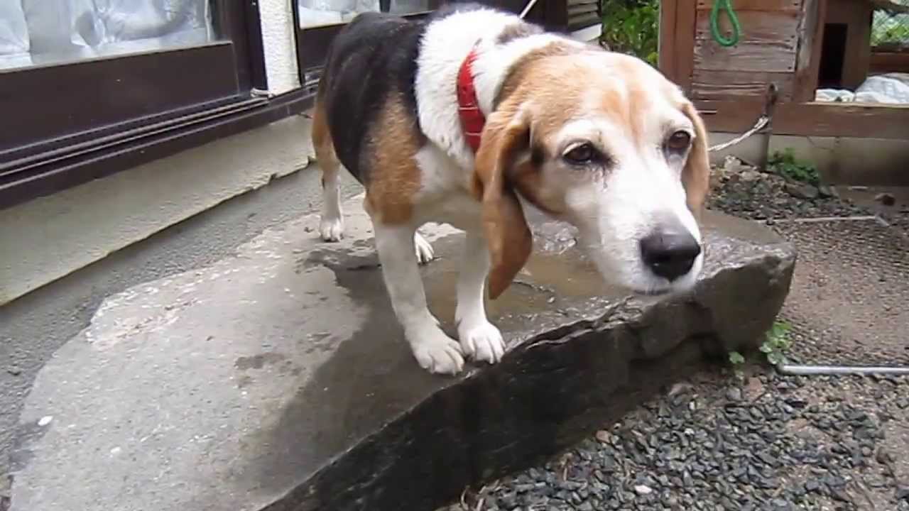 犬動画無料 かわいいビーグル犬動画 Vol 2 これっ おっとりビーグ 可愛い犬動画 笑えるおもしろ犬動画