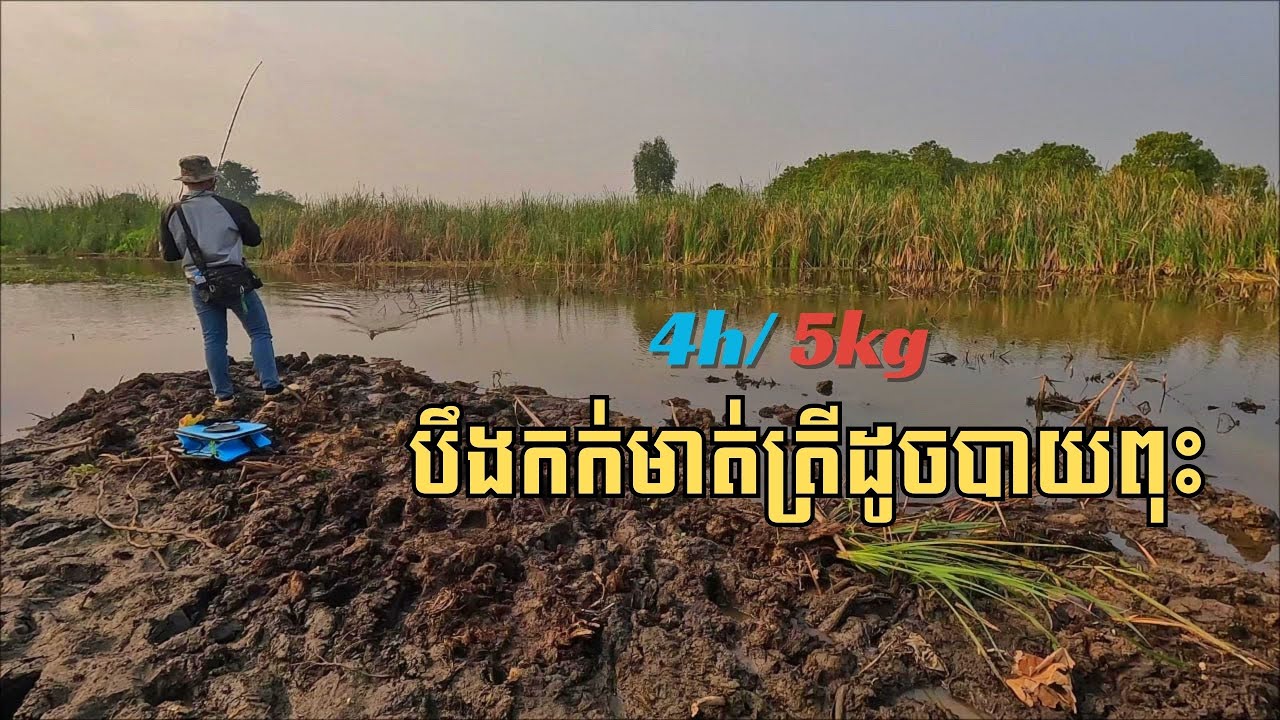 បឹងកក់ដល់ខែលេងហើយ ត្រីច្រើនណាស់ឆ្នាំនេះ | The Fishing snakehead at Poipet in Cambodia/Ep01