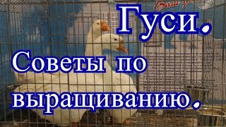 видео Выращивание гусят в домашних условиях: уход и содержание с первых дней жизни