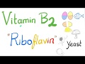 Riboflavin (Vitamin B2) 🥚 🐟 🍄