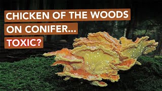 Chicken Of The Woods On Conifer Toxic?