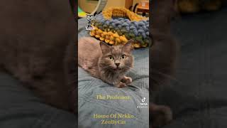 [House Of Nekko] A few of the cats at House Of Nekko / ZenByCat by Zen By Cat 207 views 7 months ago 2 minutes, 34 seconds