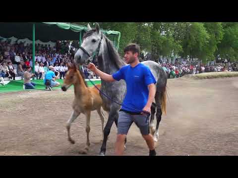 Видео: Показ лошадей