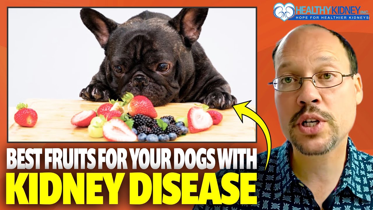 Dog Food For Kidney Disease: Fruits For Dog With Kidney Disease  Snacks To Avoid With