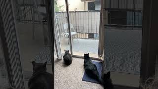 Cat TV: Live From the Patio 🐦🍿