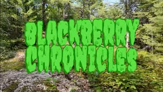 SWAMP CHRONICLES EP.11 - BLACKBERRY CHRONICLES #cannafam #cannabiscommunity #organic #permaculture 