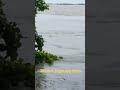 Dhubri Jogmaya ferry