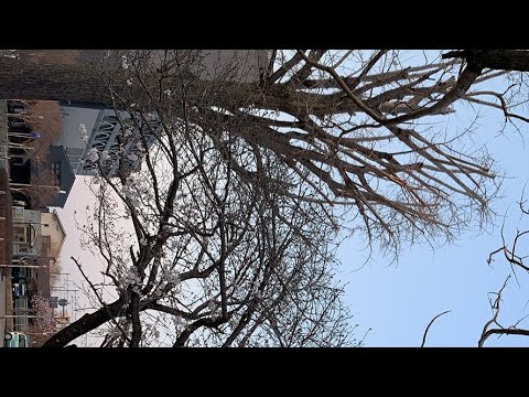 桜配信🌸ライブテスト