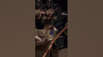 Looping with Lilydog “Blind Melon” Vibes #guitar #looper #blindmelon