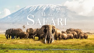 Most Safari 4K - пейзажный фильм о дикой природе с расслабляющей музыкой, спокойная музыка для учебы