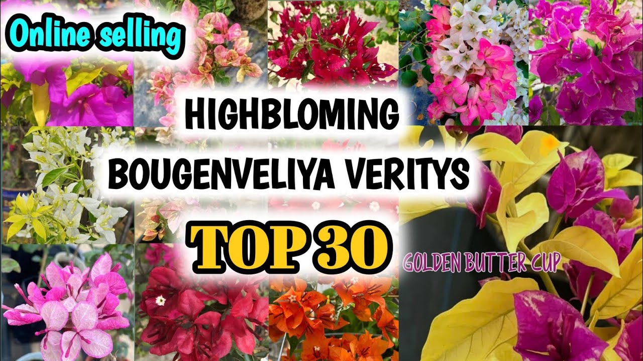 TOP 30 HIGHBLOMING BOUGENVELIYA VERITY🥳| ALL INDIA HOME DELIVERY🚚| ONLINE SELLING🔥| PLANTS PLATFORM🌿