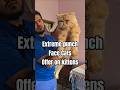 8074581373 #offer #wale #Persian #kittens #extreme #punch #face #adult #cats available in Hyderabad
