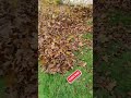 fall clean up,#stihl br800,#prorun3000 3000#fallcleanup#diy#lawnmowingbusiness#landscape