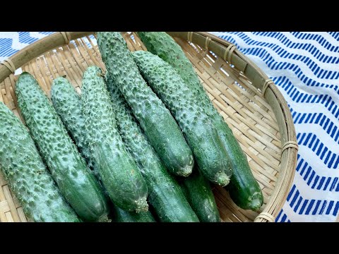 Four-leaf cucumber (Su-yo)  How to eat and cook this vegetable  by Shokuiku Marche Ouchibin