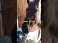 Snowy horse day means extra grain pellets day! #horses #smallranch