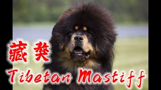 凶狗特辑 EP 4 藏獒 Tibetan Mastiff 【附案例】｜【袭击并致死】