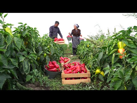 Video: Ingelegde Paprika Met Appels