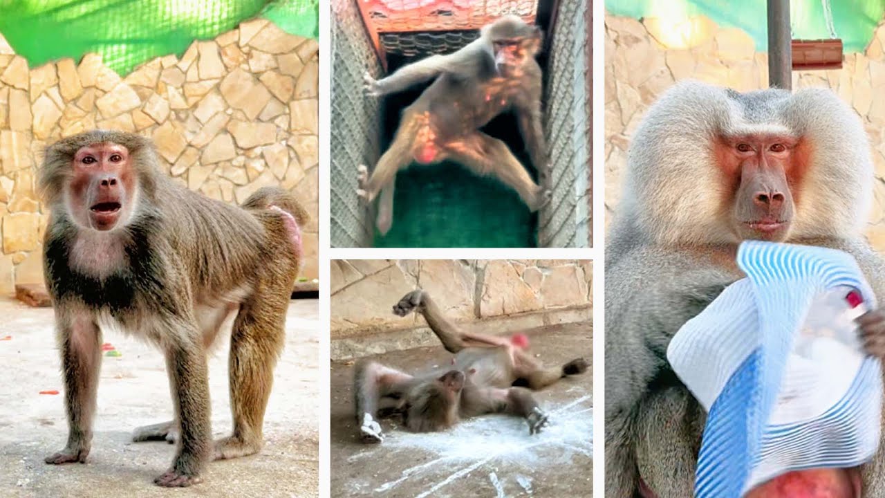 Люся ПРИПУДРИЛА розу, нанесла БОЕВОЙ макияж и сбежала ПУГАТЬ макак! Модный приговор у гамадрил!