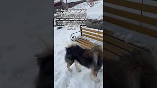 🇦🇲✨Who’s had a similar dog encounter? Part 1# SnowDog #ArmeniaAdventures #WolfPup #ChurchMagic