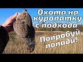 Осенняя охота на серую куропатку с подхода. Попробуй попади! Тарелочники отдыхают!