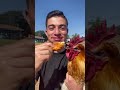 Eat a chicken in front of a chicken 