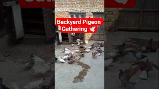Backyard Pigeon Gathering 🕊️#Pigeons #BirdFeeding #BackyardBirds #Nature #PigeonLife #BirdLovers