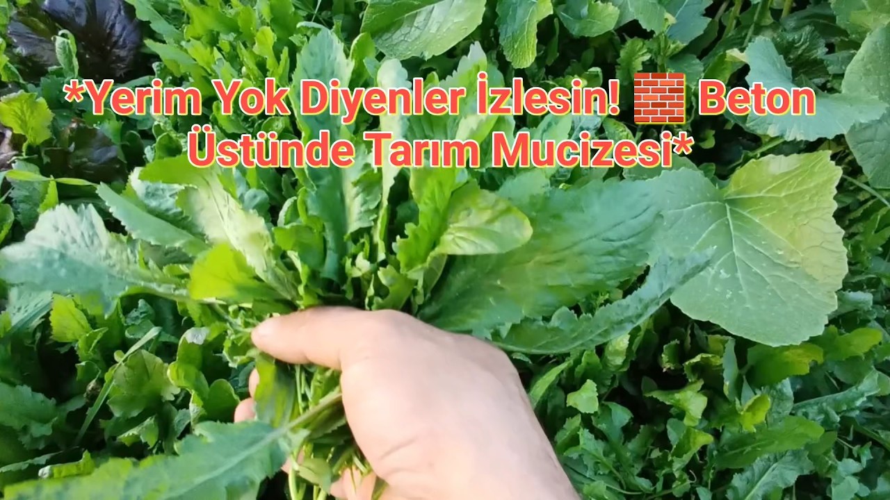 BETON ZEMİNDE SEBZE ÜRETİMİ YAPILIRBİLİR Mİ? 