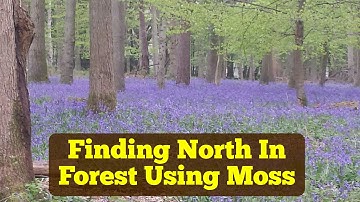 How To Use Moss To Find Direction of North?