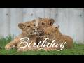 祝1歳🎂🦁ライオンの子、デン・アル・ベガ💫の成長記録|のんほいパーク