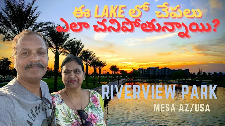 Riverview Park Mesa AZ | USA | Fishes killed by Golden Algae