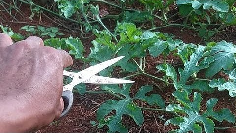 Thumbnail of Cara Pemangkasan Semangka Agar Cepat berbuah