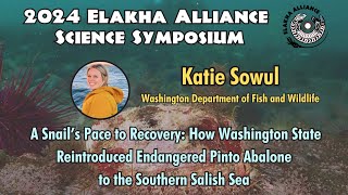 A Snail’s Pace to Recovery: How Washington reintroduced endangered pinto abalone to the Salish Sea