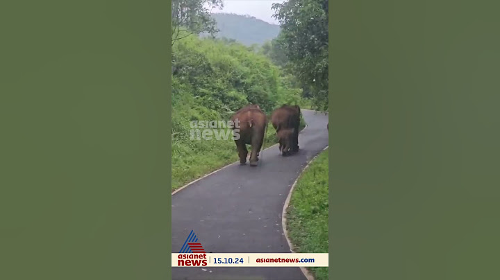കുമളി - ഗവി റോഡിൽ കാട്ടാന കൂട്ടം; KSRTC ബസിലെ യാത്രക്കാരൻ നിബിൻ പകർത്തിയ ദൃശ്യം