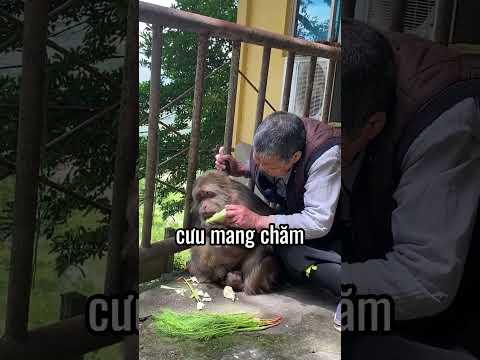 chú khỉ tội