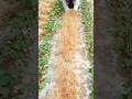 unique way to pull out grass without tools #shorts