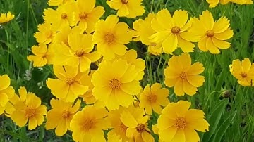 #قراءة للشيخ إبراهيم الاخضر من #سورة الرعد الآيات (19-43) ومن سورة إبراهيم الآيات (1-9)