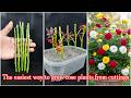 How to Grow Roses from Cuttings | Easy Propagation Method