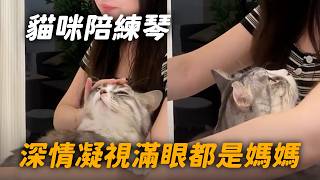 貓咪靜靜陪主人彈鋼琴　深情凝視眼神滿滿都是愛