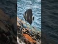 #viral #trend #trending #tiktok