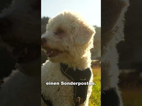 👉 Was die meisten Hundebesitzer erst zu spät verstehen…