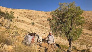 Download Lagu Mountain Adventure: How did Jahangir bring firewood with his donkey? MP3 Download Lagu Mountain Adventure: How did Jahangir bring firewood with his donkey? MP3