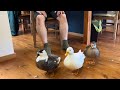 人間の近くにいたいコールダック。 Our Call Ducks Who Want to Be Close to People