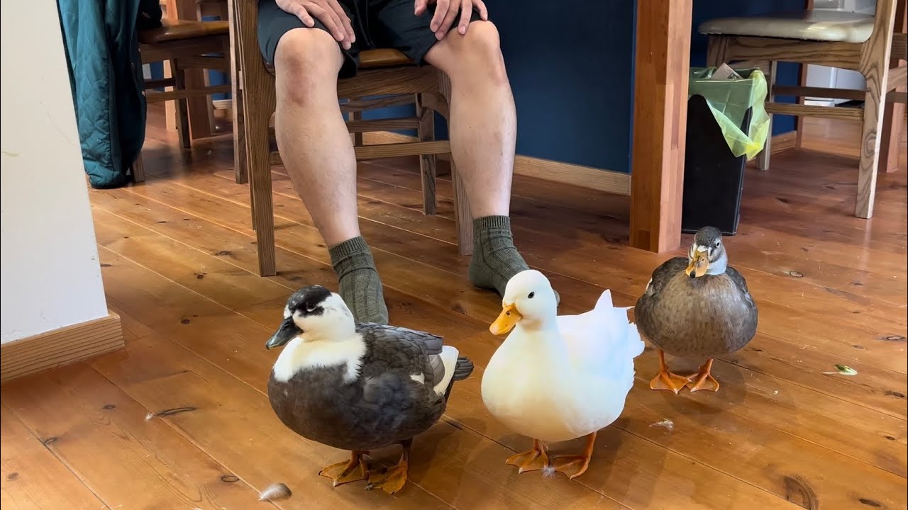 人間の近くにいたいコールダック。 Our Call Ducks Who Want to Be